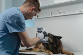 珍禽異獸動物診所：專業守護稀有動物健康的首選